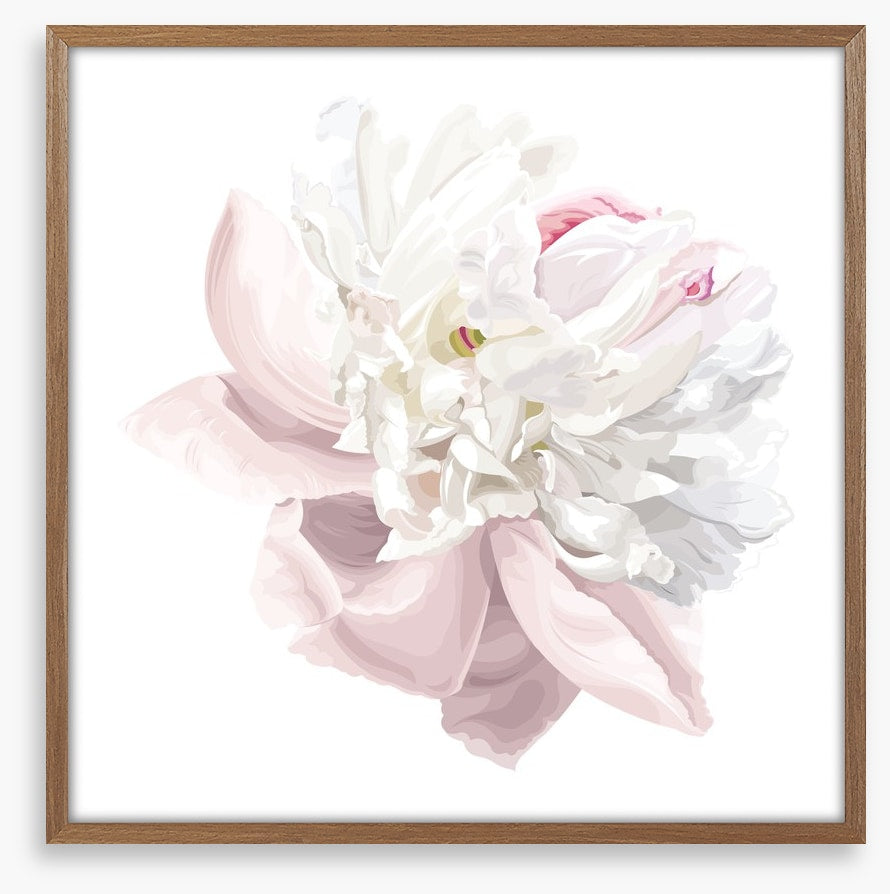 Pink white peony