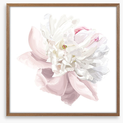Pink white peony