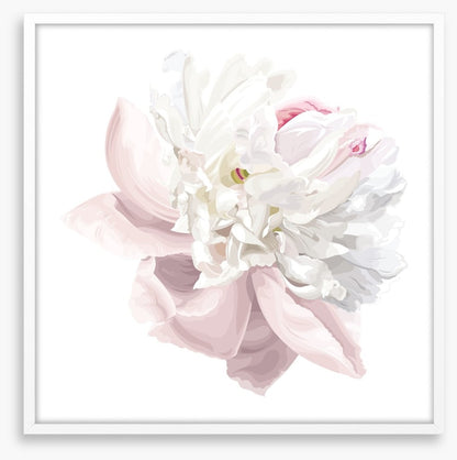 Pink white peony