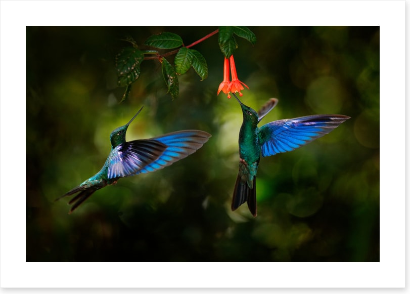 Hummingbird harmony