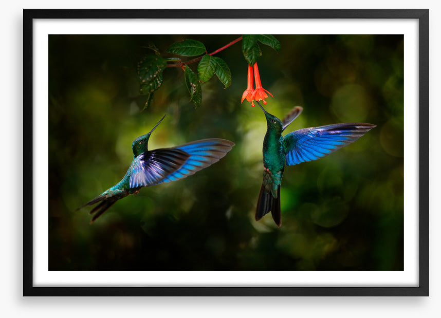 Hummingbird harmony