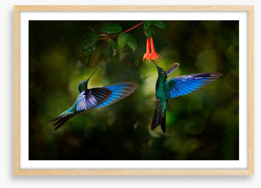 Hummingbird harmony