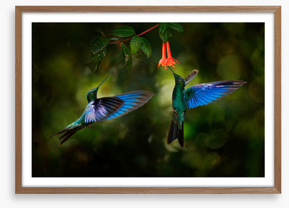 Hummingbird harmony