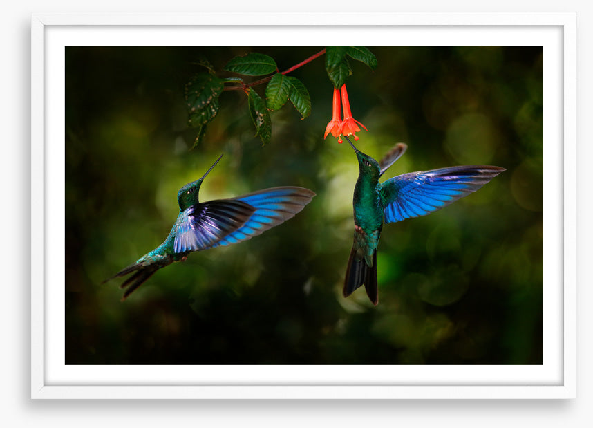 Hummingbird harmony