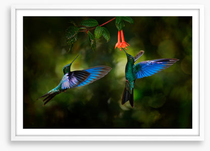 Hummingbird harmony