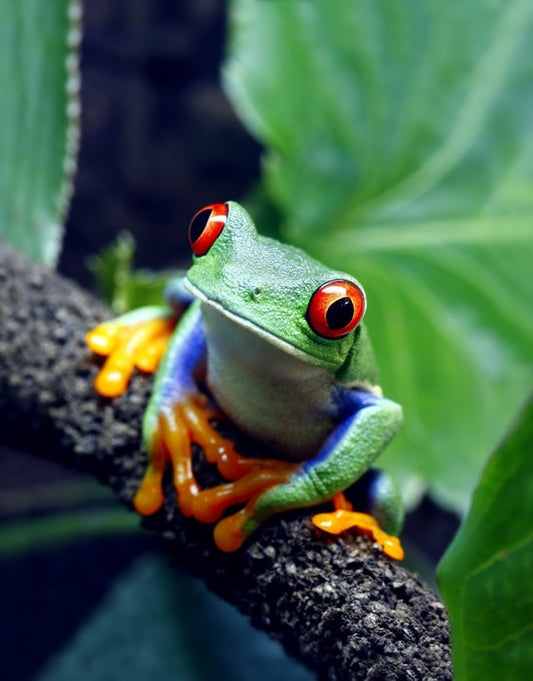 Red-eyed tree frog