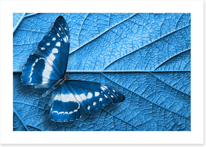 Blue leaf butterfly