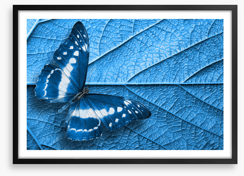Blue leaf butterfly