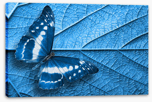 Blue leaf butterfly