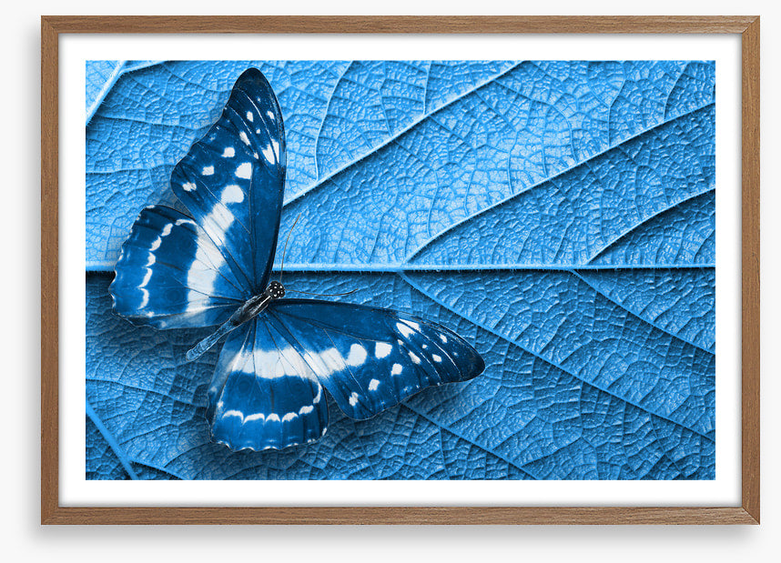 Blue leaf butterfly