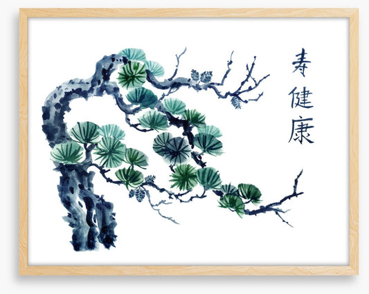 Mountain pine greens