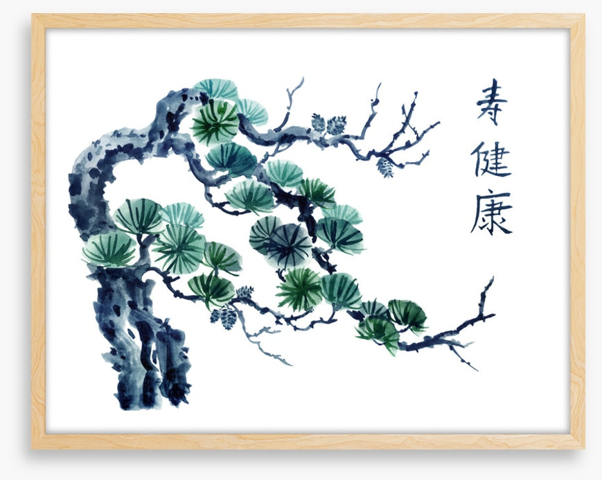 Mountain pine greens