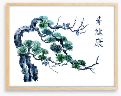 Mountain pine greens