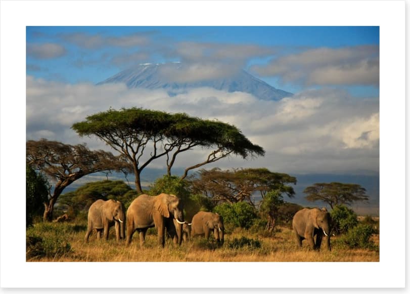 Mount Kilimanjaro elephants