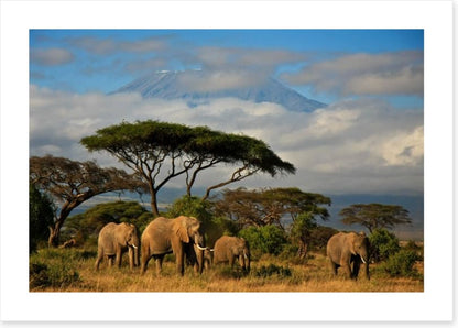 Mount Kilimanjaro elephants