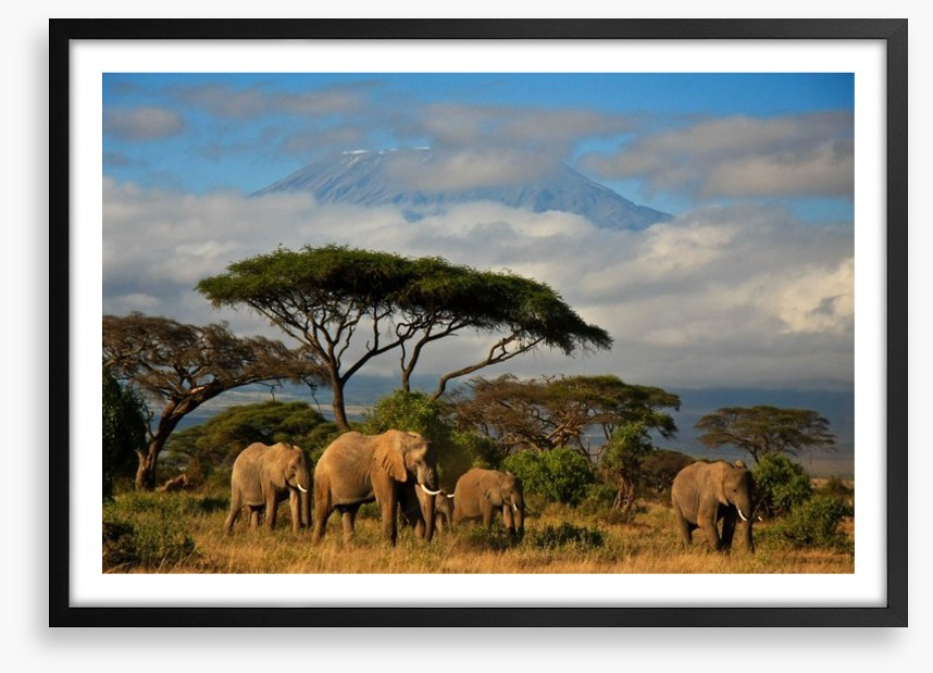 Mount Kilimanjaro elephants