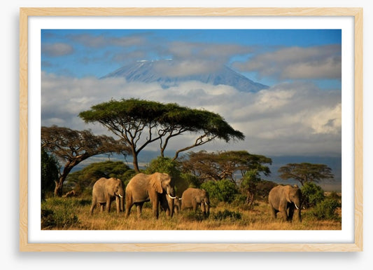 Mount Kilimanjaro elephants