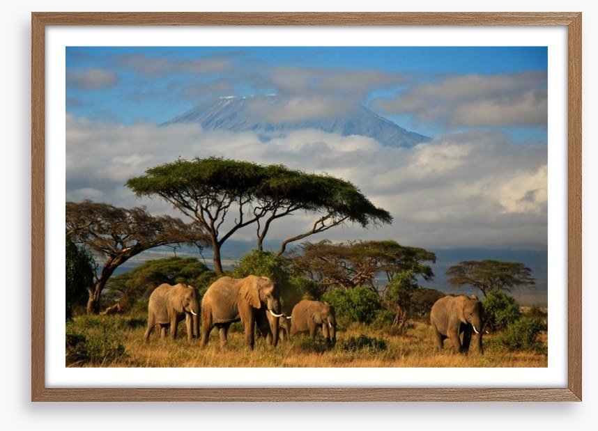 Mount Kilimanjaro elephants