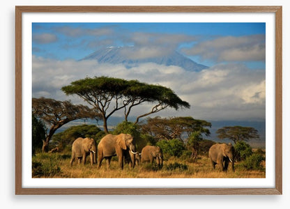 Mount Kilimanjaro elephants