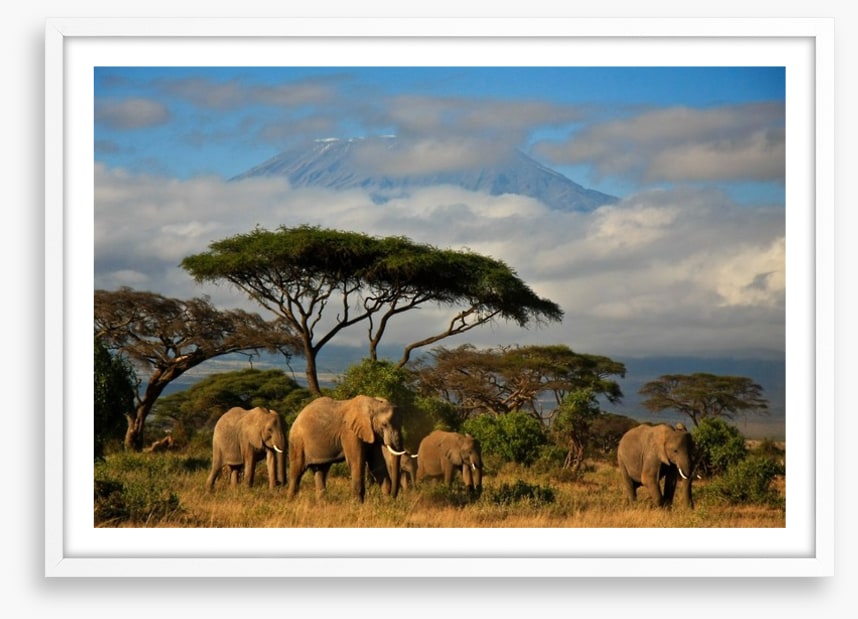 Mount Kilimanjaro elephants