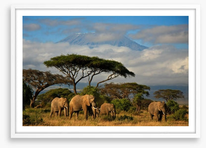 Mount Kilimanjaro elephants