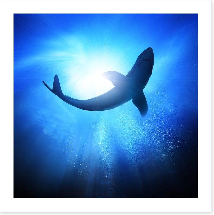 Shark light