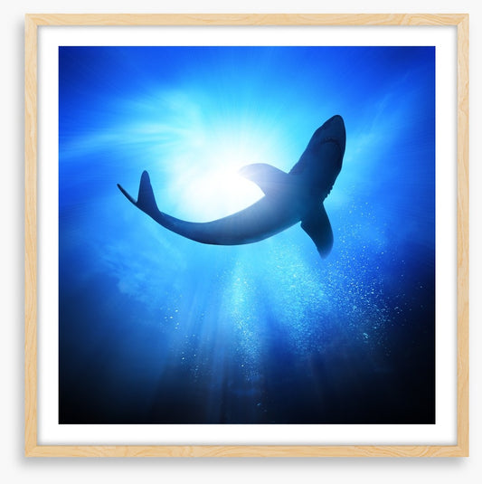 Shark light