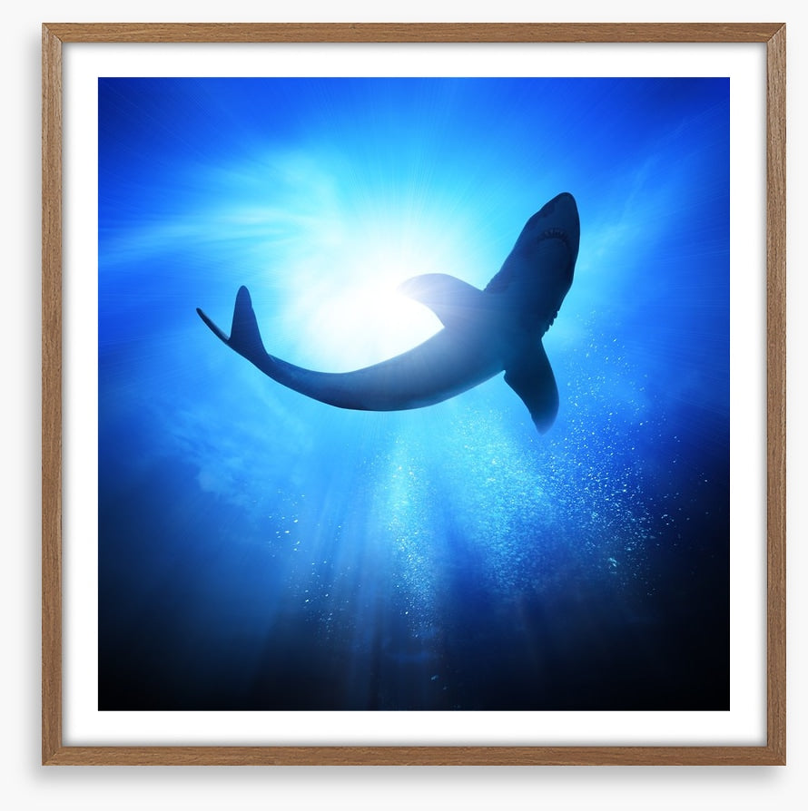 Shark light
