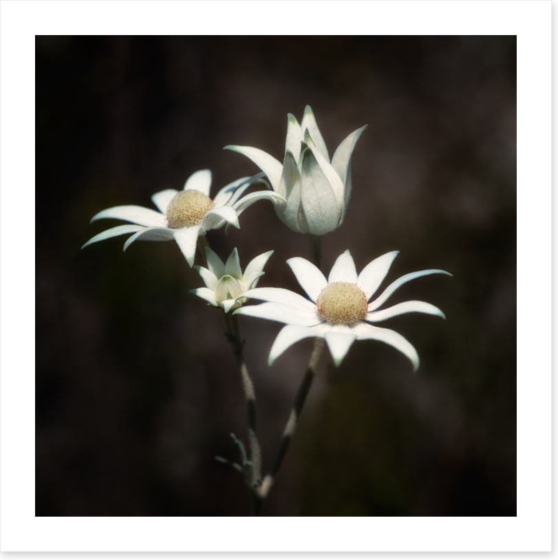 Four flannel flowers