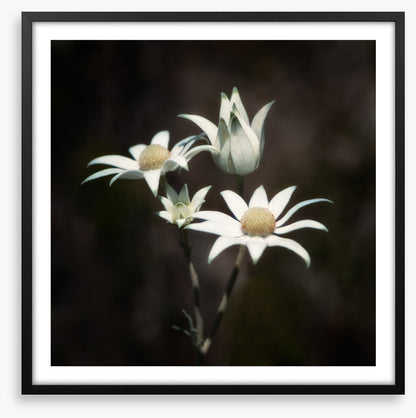 Four flannel flowers
