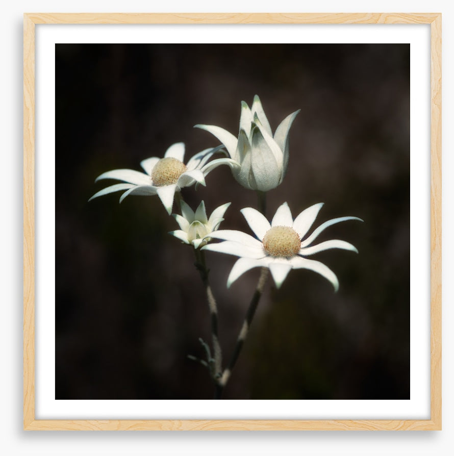 Four flannel flowers
