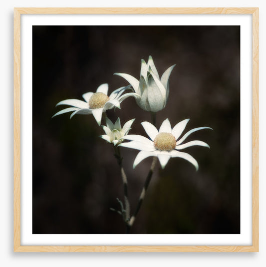 Four flannel flowers