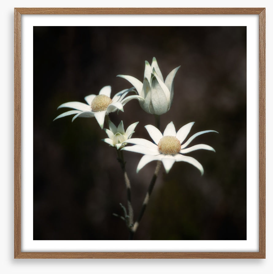 Four flannel flowers