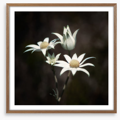 Four flannel flowers