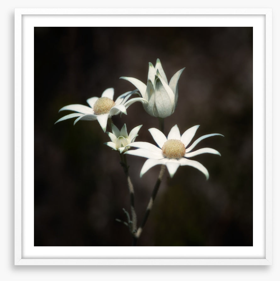 Four flannel flowers