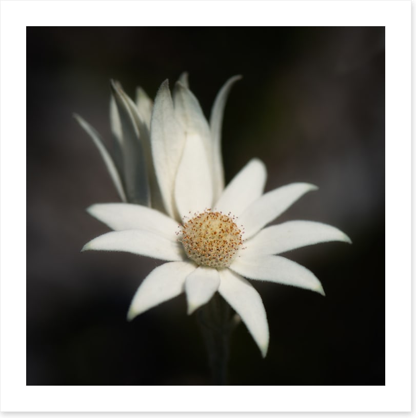 One flannel flower