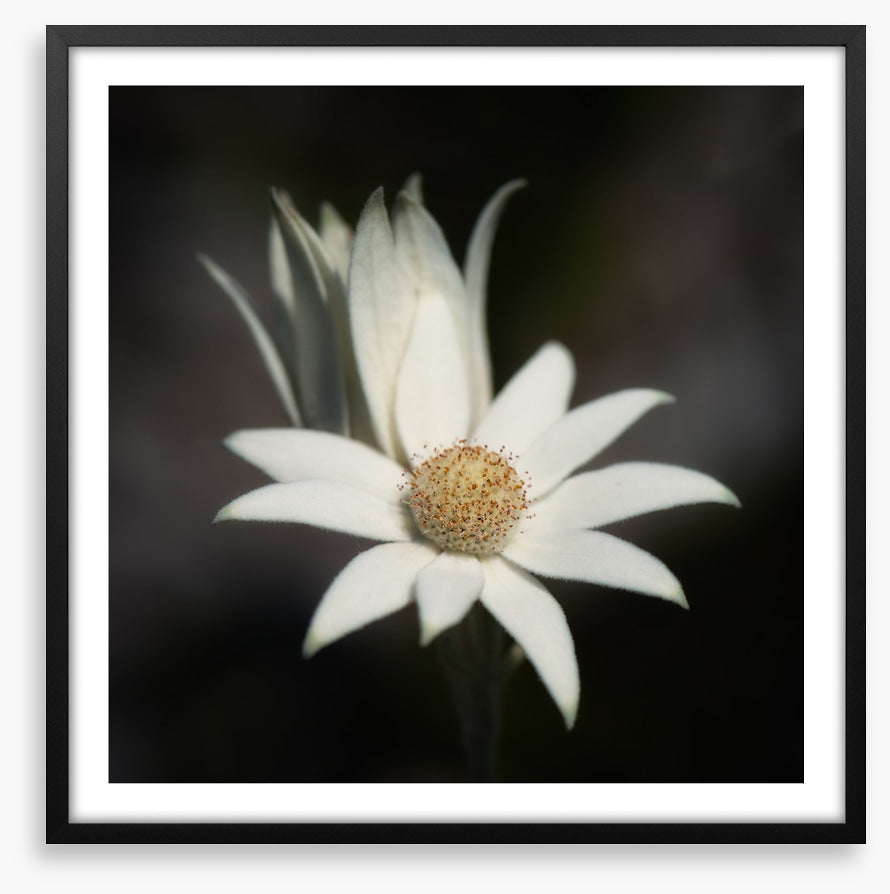 One flannel flower