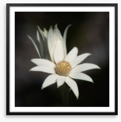 One flannel flower