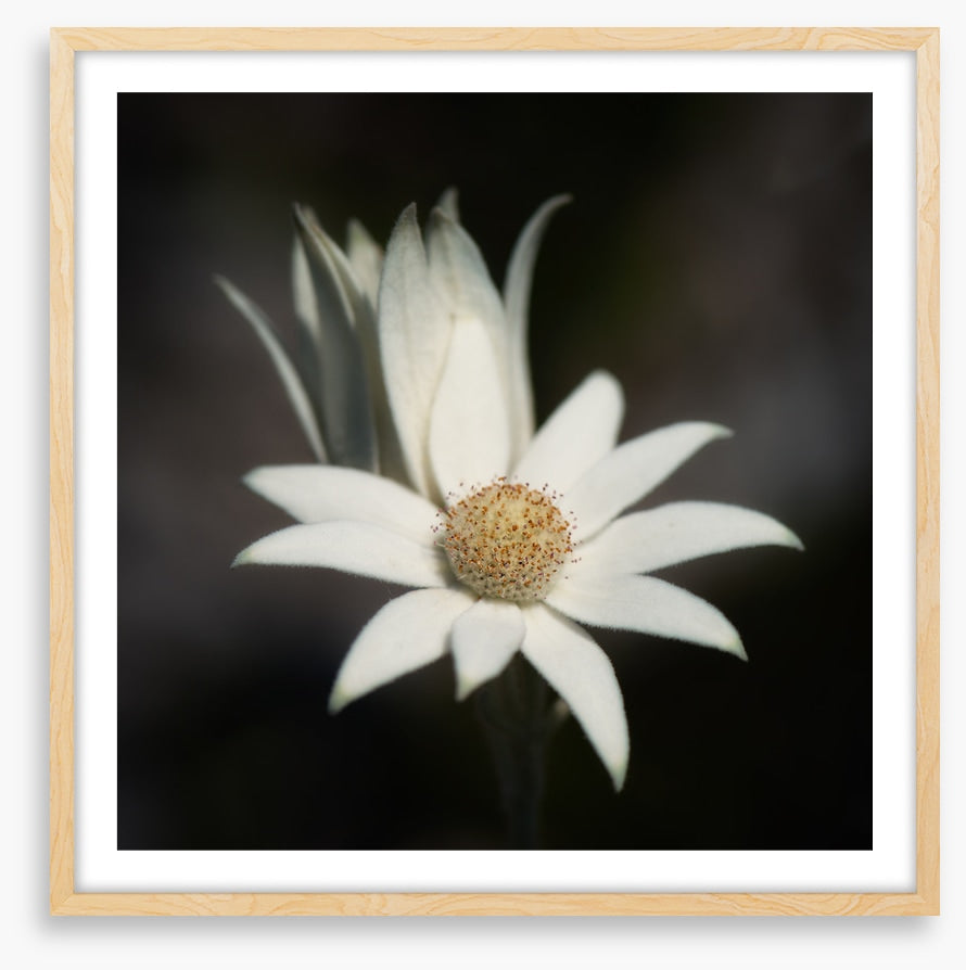 One flannel flower