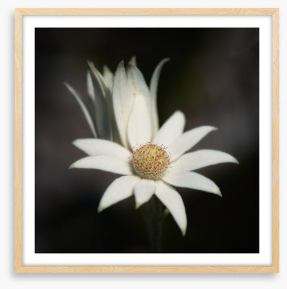 One flannel flower