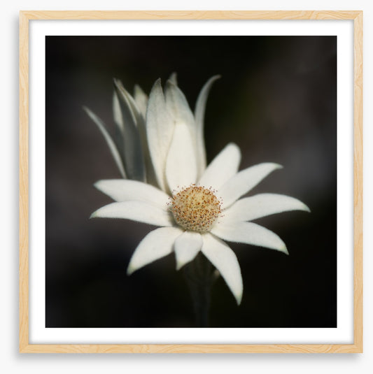 One flannel flower