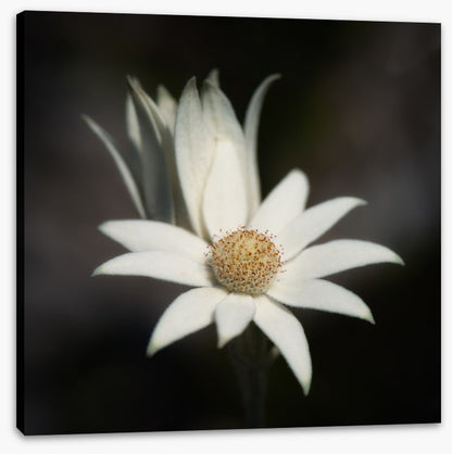 One flannel flower
