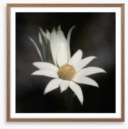 One flannel flower
