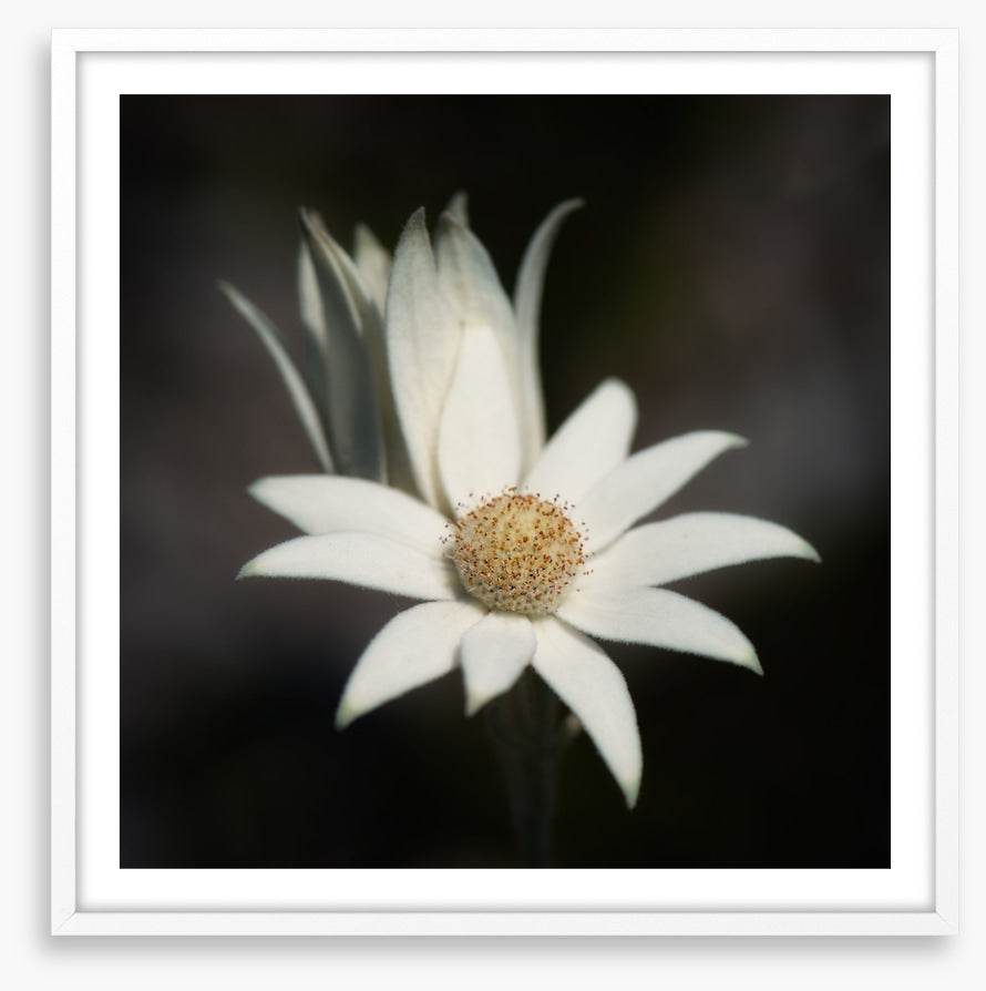 One flannel flower