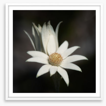 One flannel flower