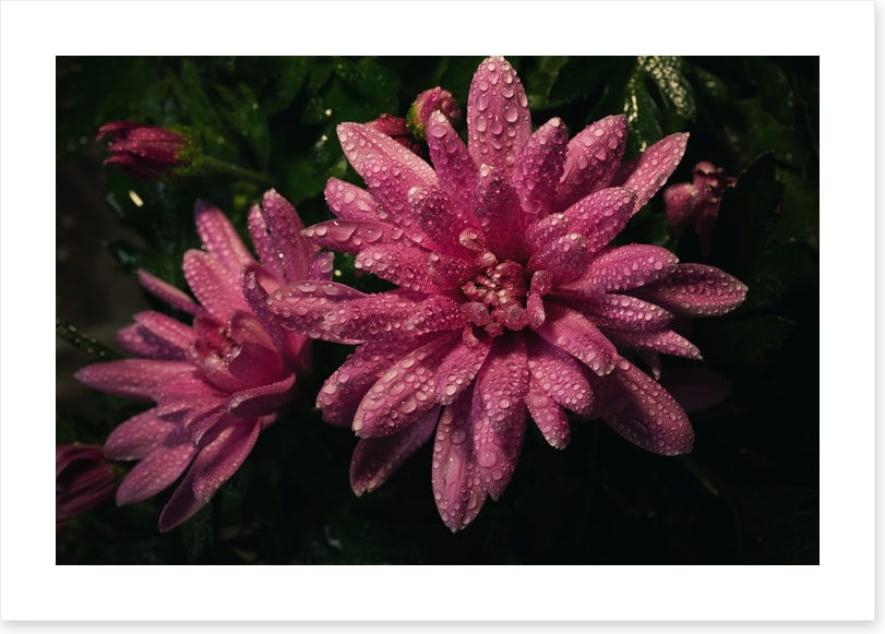 Midnight dew