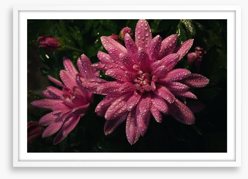 Midnight dew