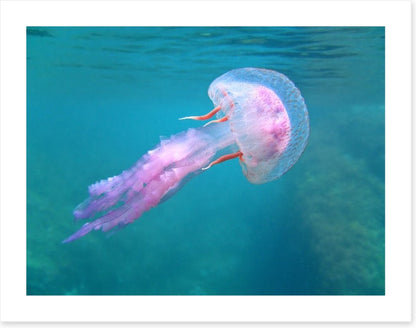 Fish / Aquatic