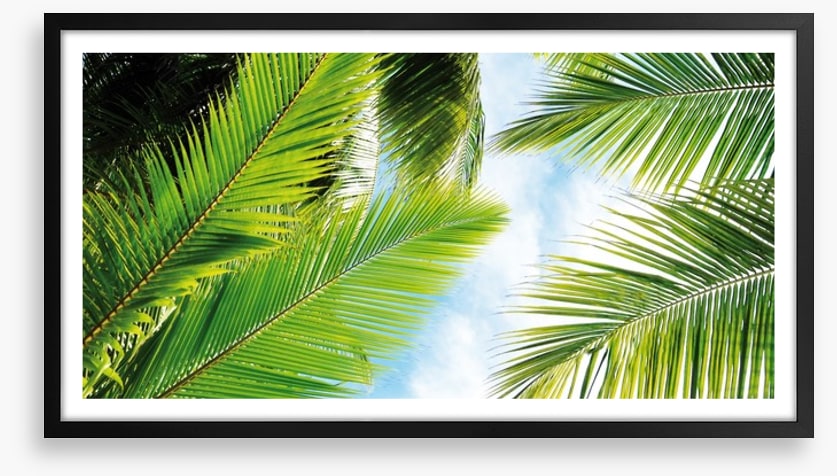 Palm leaves