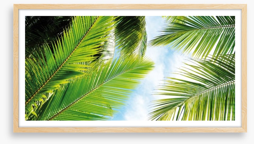 Palm leaves
